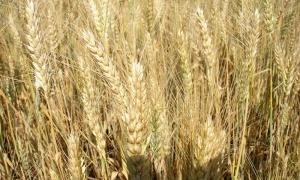 USDA покращив прогноз врожаю зернових в Україні