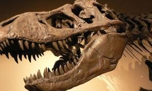 Учені дізналися від чого масово помирали тиранозаври
