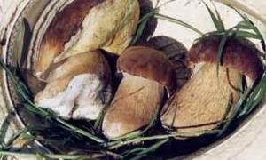 Гриби захистять від зимових вірусів