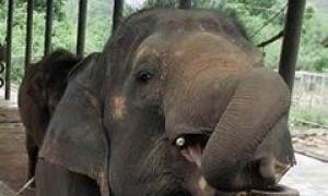 Слон-гей став знаменитістю польського зоопарку