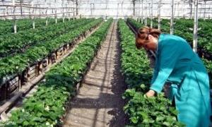 У Криму ціле село отруїли засобом від комах