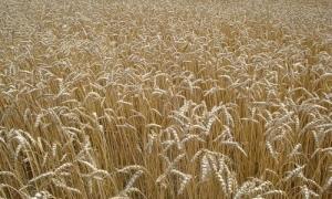 Кабмін планує створити держоператора зернового ринку