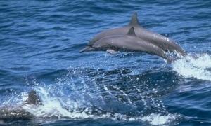 В Австралії на берег викинулися десятки дельфінів