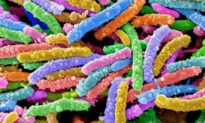 Англійські вчені створили першого біоробота на основі бактерій