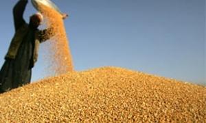 Україна квотуватиме експорт зерна