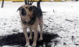 Телеоператора центрального каналу загризли у Києві бродячі собаки