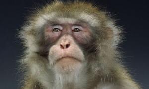 Мавпу, яка покусала 47 людей шукають в Японії