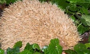 У Британії їжака-альбіноса госпіталізували з ожирінням