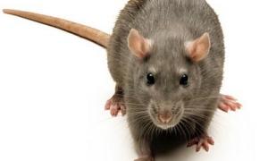 У лісах Папуа-Нової Гвінеї знайшли метрового щура