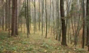 Акція „Майбутнє лісу у твоїх руках” отримала широку підтримку громадськості