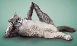 Фотограф змусив кошенят і песиків займатися йогою