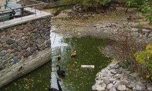 Київським зоопарком займеться прокуратура