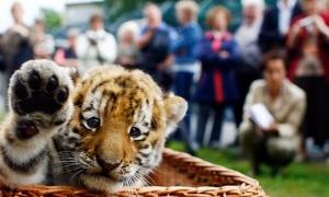 На Землі через 12 років можуть зникнути всі тигри