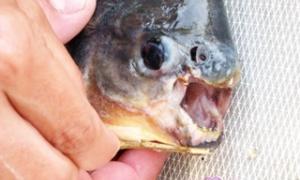 Житель Кончі-Заспи зловив у Дніпрі піранью