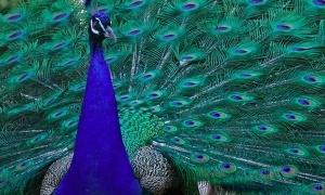 IQ людини збільшився завдяки шлюбним ігрищам