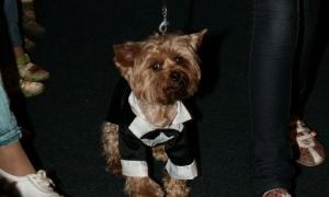 Наталка Карпа з Чіпом відкрили Dogs Fashion Show