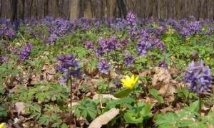Волинські лісівники представили виставку «Скарби волинського лісу»