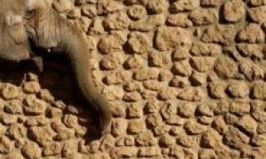 В Індонезії знайшли пращура азіатських слонів