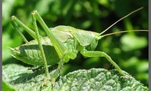 У Нью-Йорку проведуть перший в історії перепис коників-стрибунців