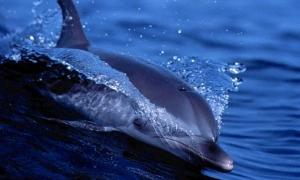 Дельфінів визнали найрозумнішими тваринами на планеті