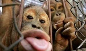 Мавпи побили дресирувальника, який навчив їх кунгфу