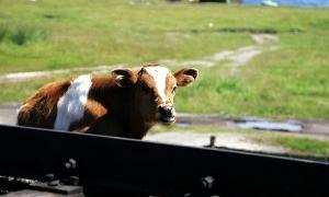 50 корів загинули в Бєларусі через зіткнення з двома пасажирськими потягами