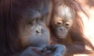 Мама-орангутанг цілувала своєму маляті хворий пальчик
