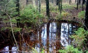 Горохівські дітлахи застрягли в трясовині