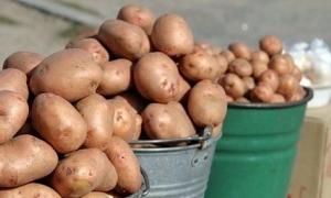 Дешевої картоплі цього року не буде
