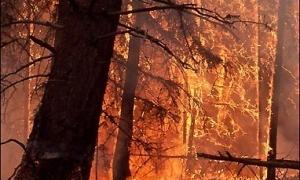В Дніпропетровській області сталась масштабна лісова пожежа