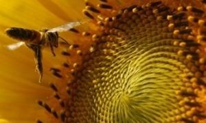 В минулому маркетинговому році Україна експортувала рекордний обсяг олії