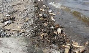 ЗМІ: На берегах водосховища закопують загиблу у Київському морі рибу