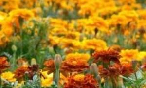 Луцькі владці візьмуться за клумби
