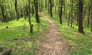 У Рожищі виявлено незаконну вирубку лісу  
