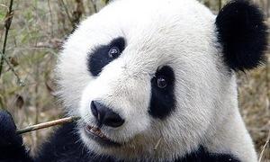 Геном панди схожий на геном собаки - вчені