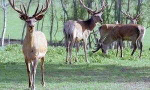 Бобри допомогли оленям втекти з розплідника