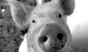 Зафіксовано випадок зараження свині грипом A/H1N1 від людини