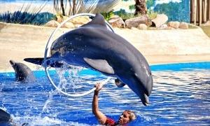 Українські дельфінарії: загроза життю тварин чи їх порятунок?