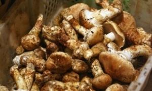 На Херсонщині 8 чоловік отруїлися грибами