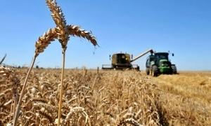 Експортувати зерно з країни не можливо. 80% зерна у портах залишаються заблокованими