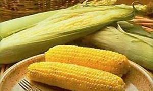 Японці закуповуватимуть кукурудзу в Україні