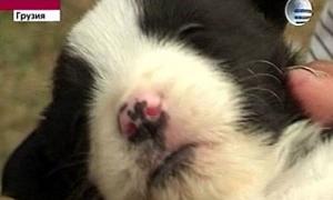 У Грузії кішка народила щеня з котячими вухами