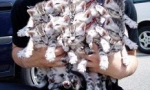 В Китаї 300 котів врятували від продажу в ресторани