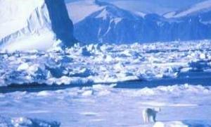 Арктика незабаром може зникнути з лиця Землі