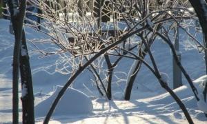 В одному з київських парків вирубали два гектари дерев