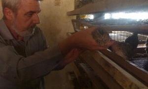 Яйця перепелів вилікували чоловіка від виразки шлунку