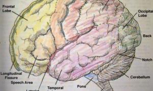 Протягом 10 років науковці обіцяють створити штучний людський мозок