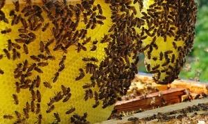 У Вінницькій області бджоли закусали до смерті п’яного пасічника