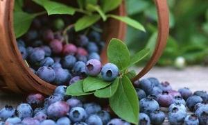 На Волині встановили ціну на заготівлю чорниці
