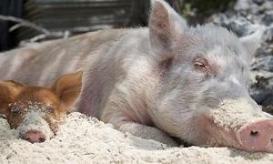 «Свинячим» грипом уперше захворіла свиня